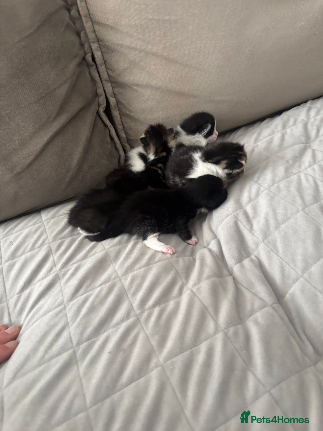 Mixed Breed cats for sale: Mixed breed kittens  - Image 6