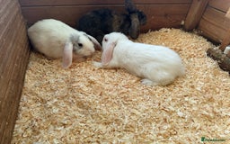 Mini Lop rabbits for sale: Mini lop babies - Image 3