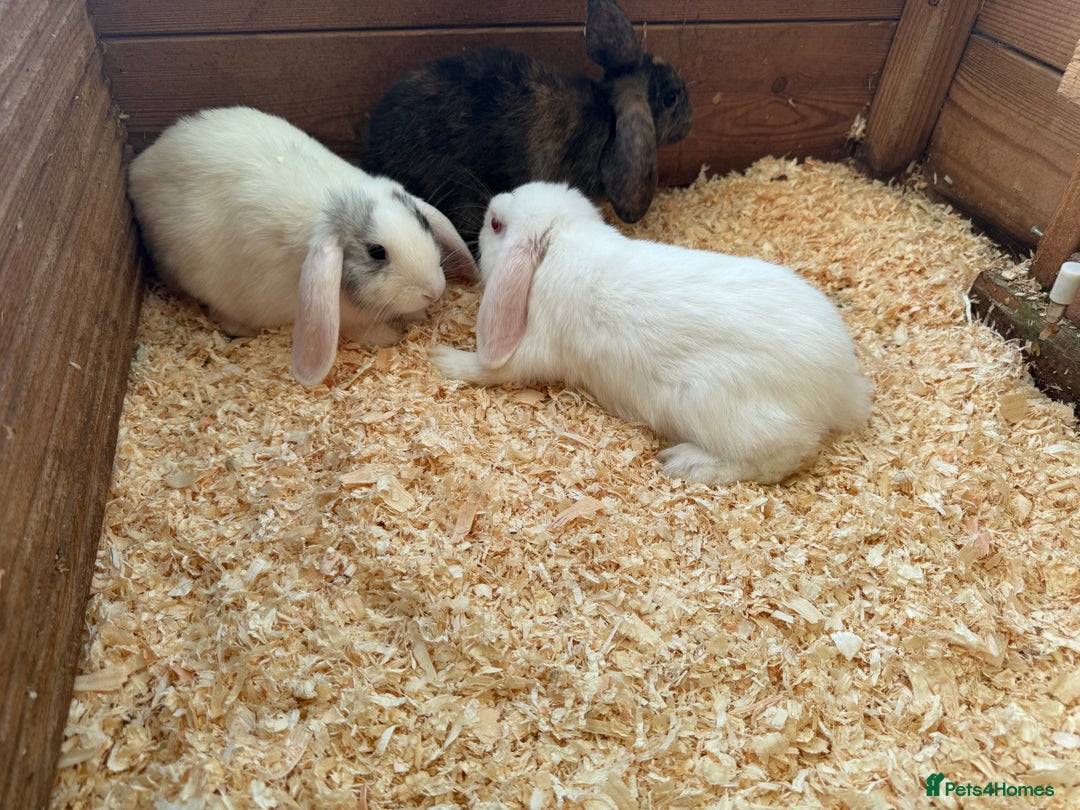 Mini Lop rabbits for sale: Mini lop babies - Image 3