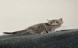 Persian cats for sale: ⭐️ Exceptional Persian x Exotic Kittens ⭐️ - Advert 21