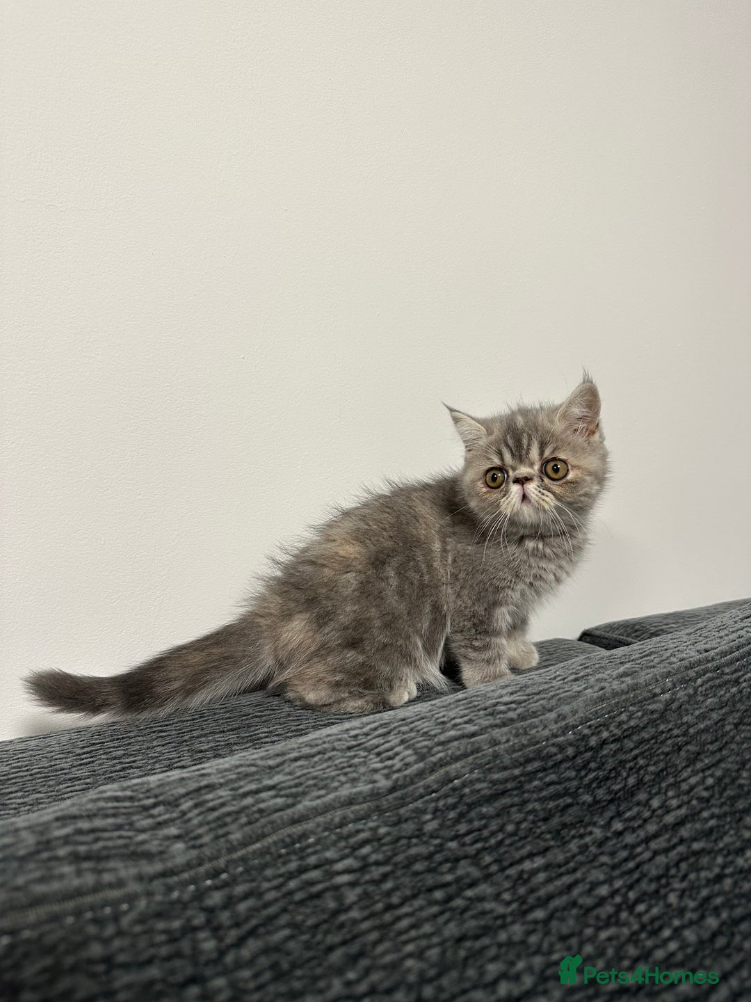 Persian cats for sale: ⭐️ Exceptional Persian x Exotic Kittens ⭐️ - Advert 21