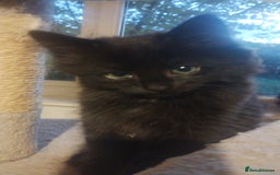 Mixed Breed cats for sale: Fluffy black kittens  - Image 7