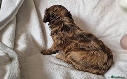 Cockapoo dogs for sale: red sable merle boy left 💜 - Image 2