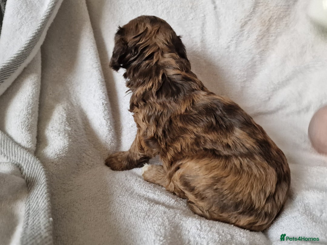 Cockapoo dogs for sale: red sable merle boy left 💜 - Image 2