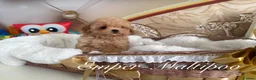 Maltipoo dogs for sale: Tiny teddy Maltipoo- from Asian teddy poodle dad - Advert 11