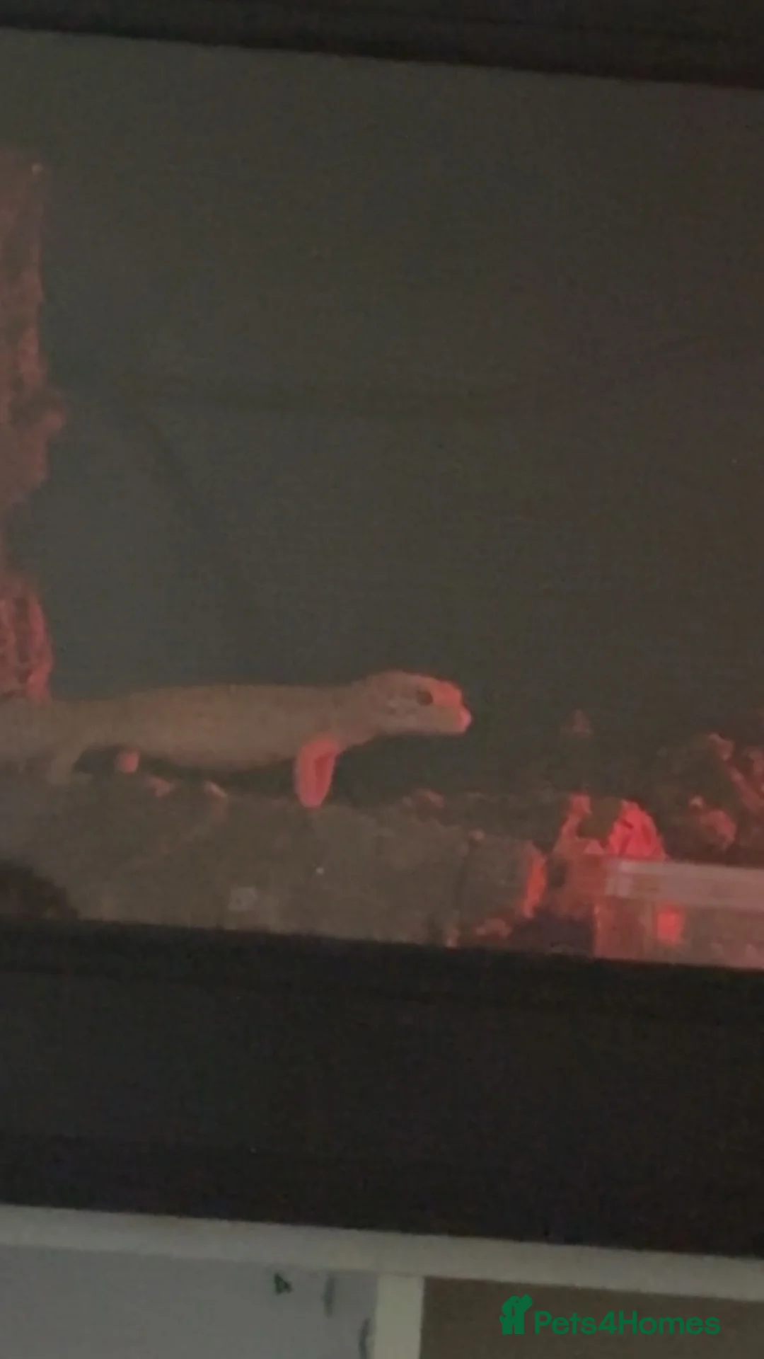 Leopard Gecko reptiles for sale: leopard gecko for sale - Advert 2