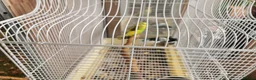 Budgerigars birds for sale: Green Budgies Birds Male And Female  in Harrow - Advert 5