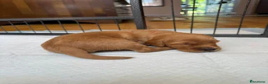 Cockapoo 4