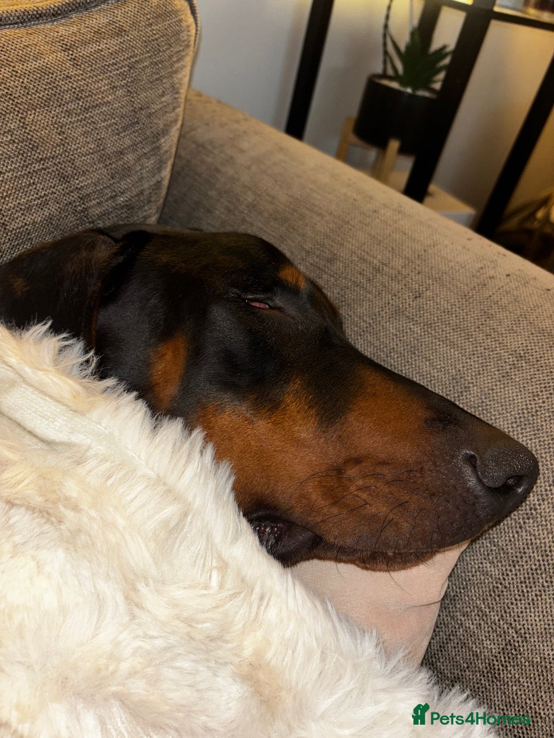Dobermann dogs for sale: Walter - Advert 5