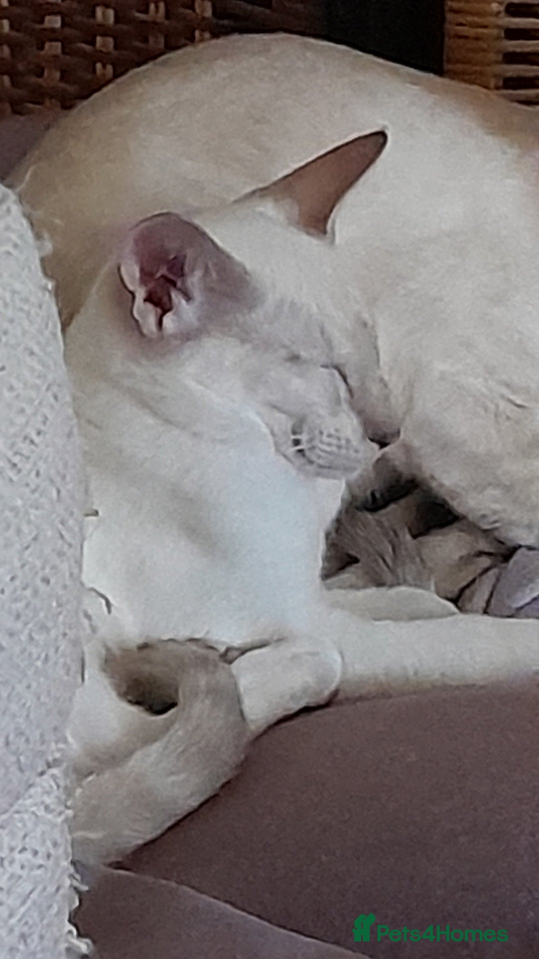 Siamese cats for sale: 3 boys for sale - Advert 6