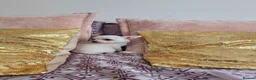 Chihuahua dogs for sale: Chihuahuas for SALE! - Advert 4