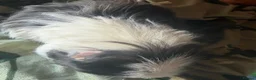 Guinea Pig rodents for sale: Baby guinea pigs. Also young sows  - Advert 8