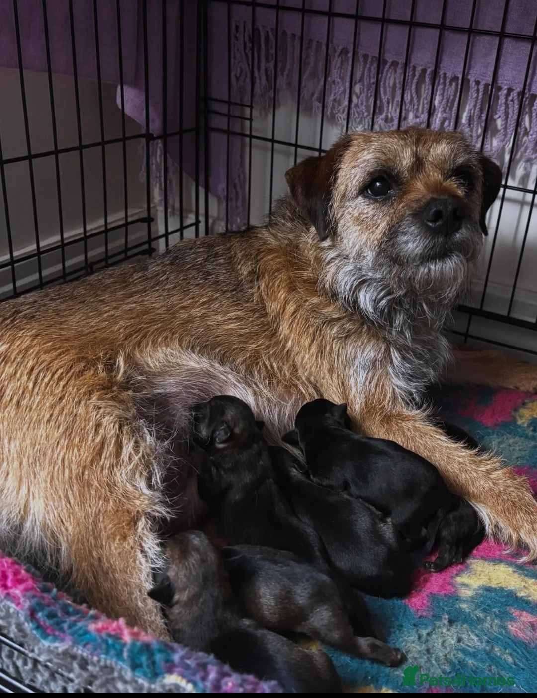 Border Terrier dogs for sale: KC REG, SLEM clear Border Terrier puppies  - Advert 2