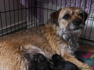 Set 4 Sottobicchieri Border Terrier - Cane Cucciolo Simpatico - Regalo Animale - 9x9 Cm Sughero