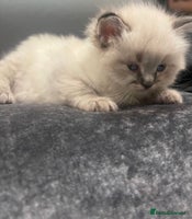 Ragdoll cats Stunning Pure breed ragdoll kittens - Advert 5