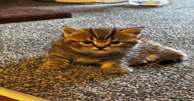Mixed Breed cats - Advert 9