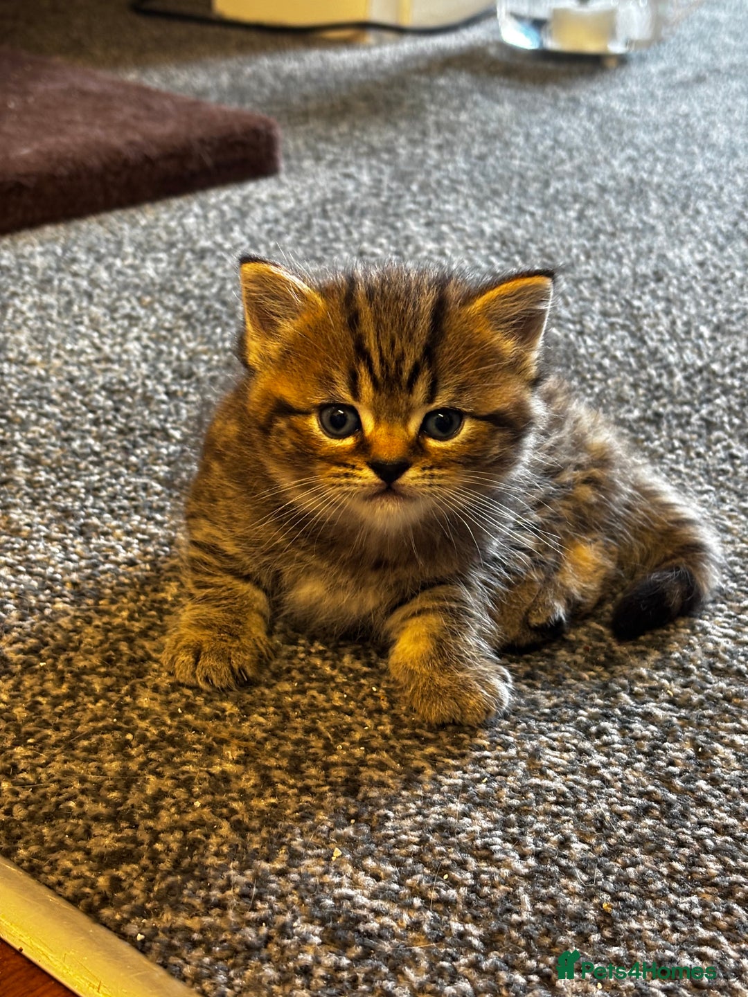 Mixed Breed cats for sale: Boy ( mom Scotish straight, dad mix )  - Image 3