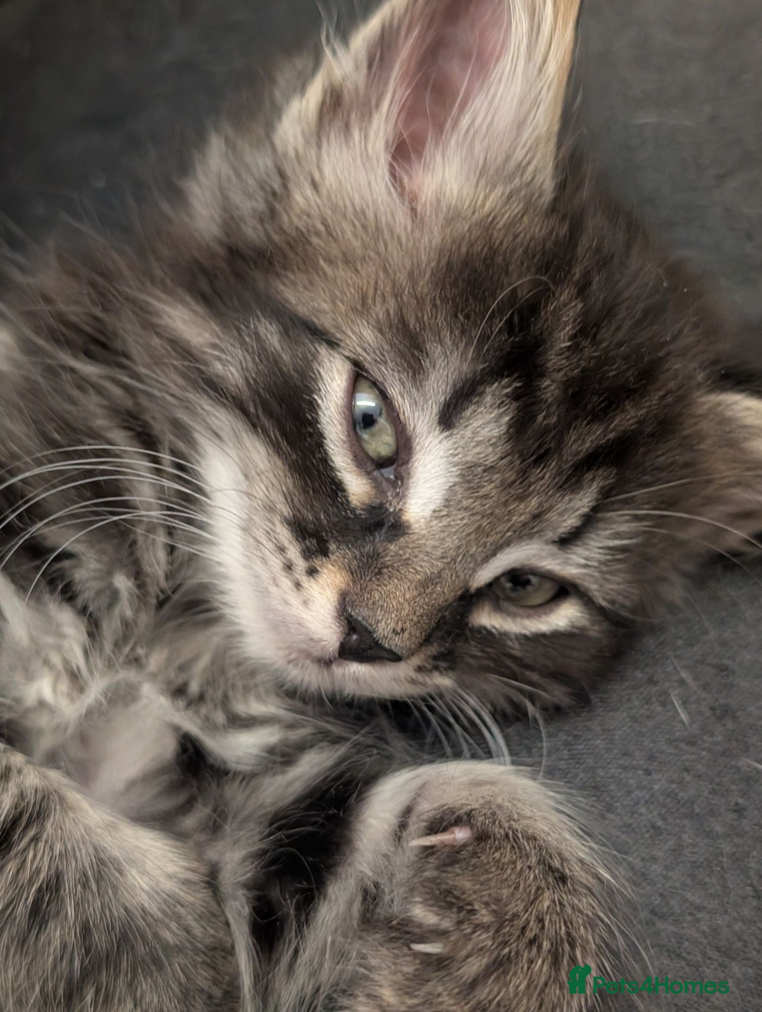 Domestic Shorthair cats ❤️ LAST 3 KITTENS - READY TO LEAVE TODAY 🐾 - Advert 22