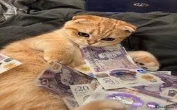 Scottish Fold cats for sale: Scottish fold cat - Image 6