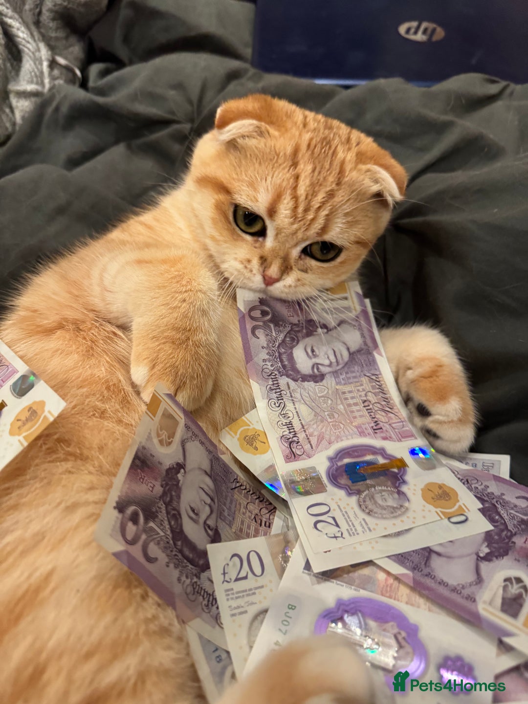 Scottish Fold cats for sale: Scottish fold cat - Image 6