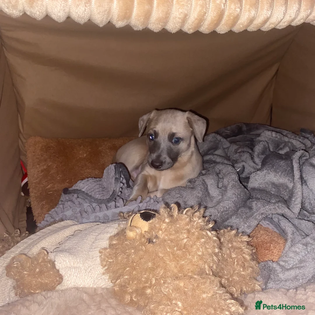 Whippet dogs for sale: SOLD -Male whippet puppy - Advert 12