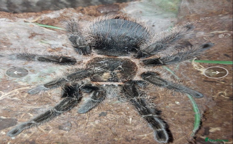 Tarantulas invertebrates - Advert 1