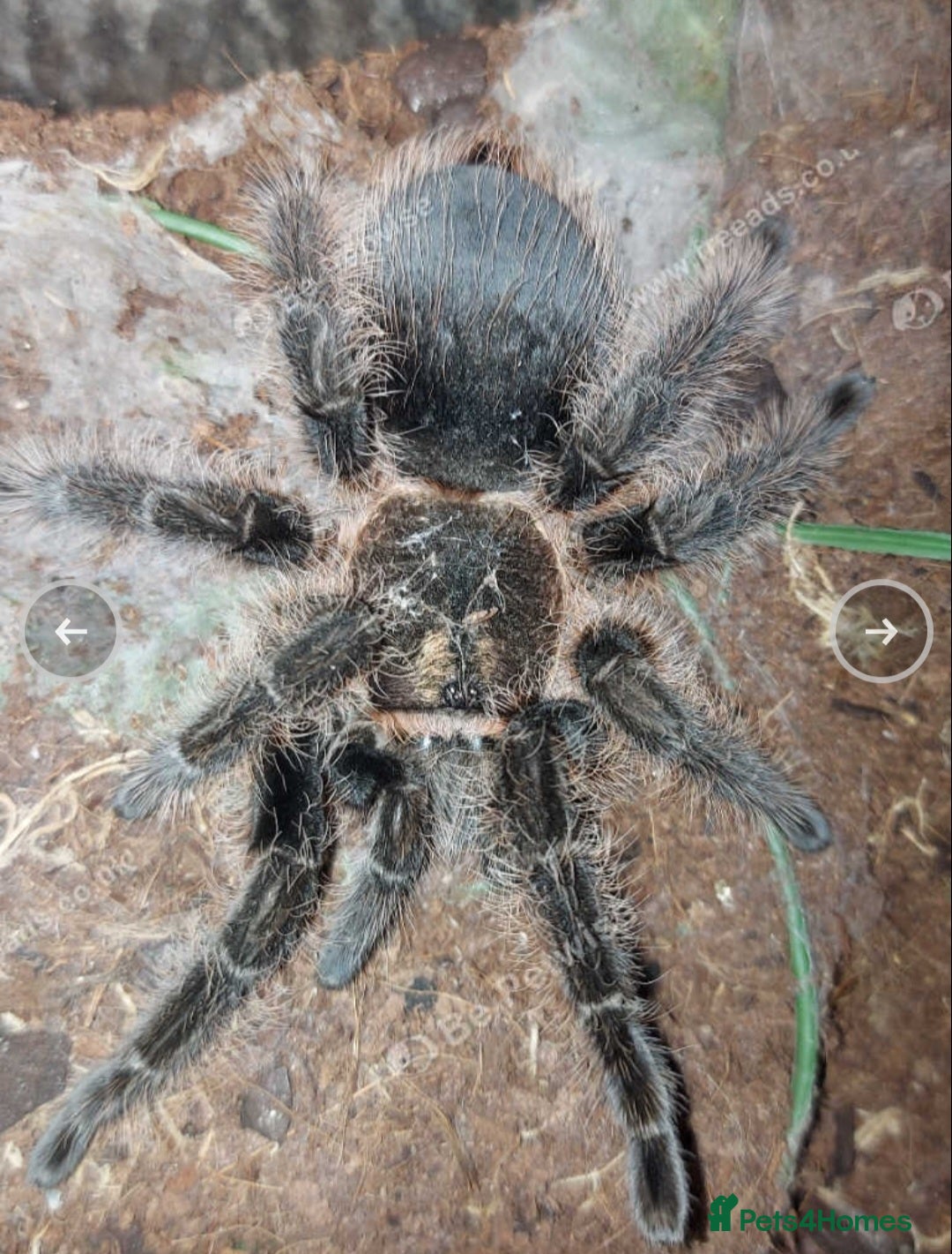 Tarantulas invertebrates for sale: Adult female Tliltocatl albopilosus (curly hair)  - Image 1