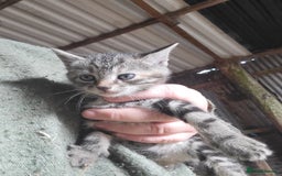 Mixed Breed cats for sale: Beautiful kittens for sale  - Image 1