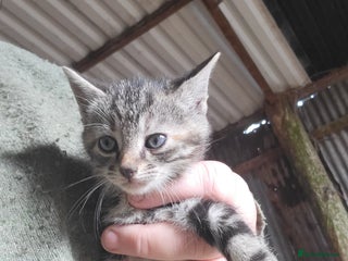 Mixed Breed cats - Advert 2