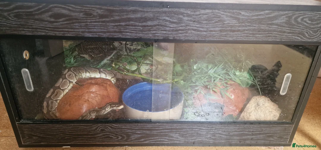 Python Snake reptiles for sale: Ball Python, 13 year old male. - Advert 2