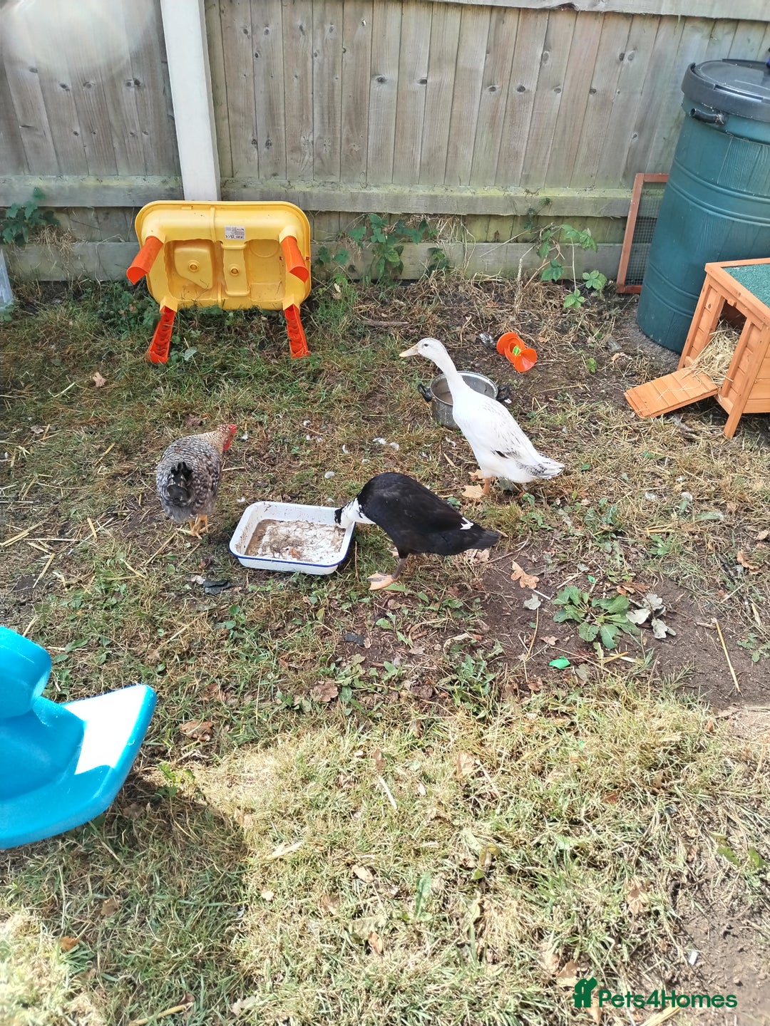 Chickens poultry for sale: Cockrel - Image 1