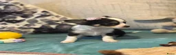 Chihuahua dogs for sale: Beautiful Long-Haired Chihuahua Puppies  in Plymouth - Advert 15