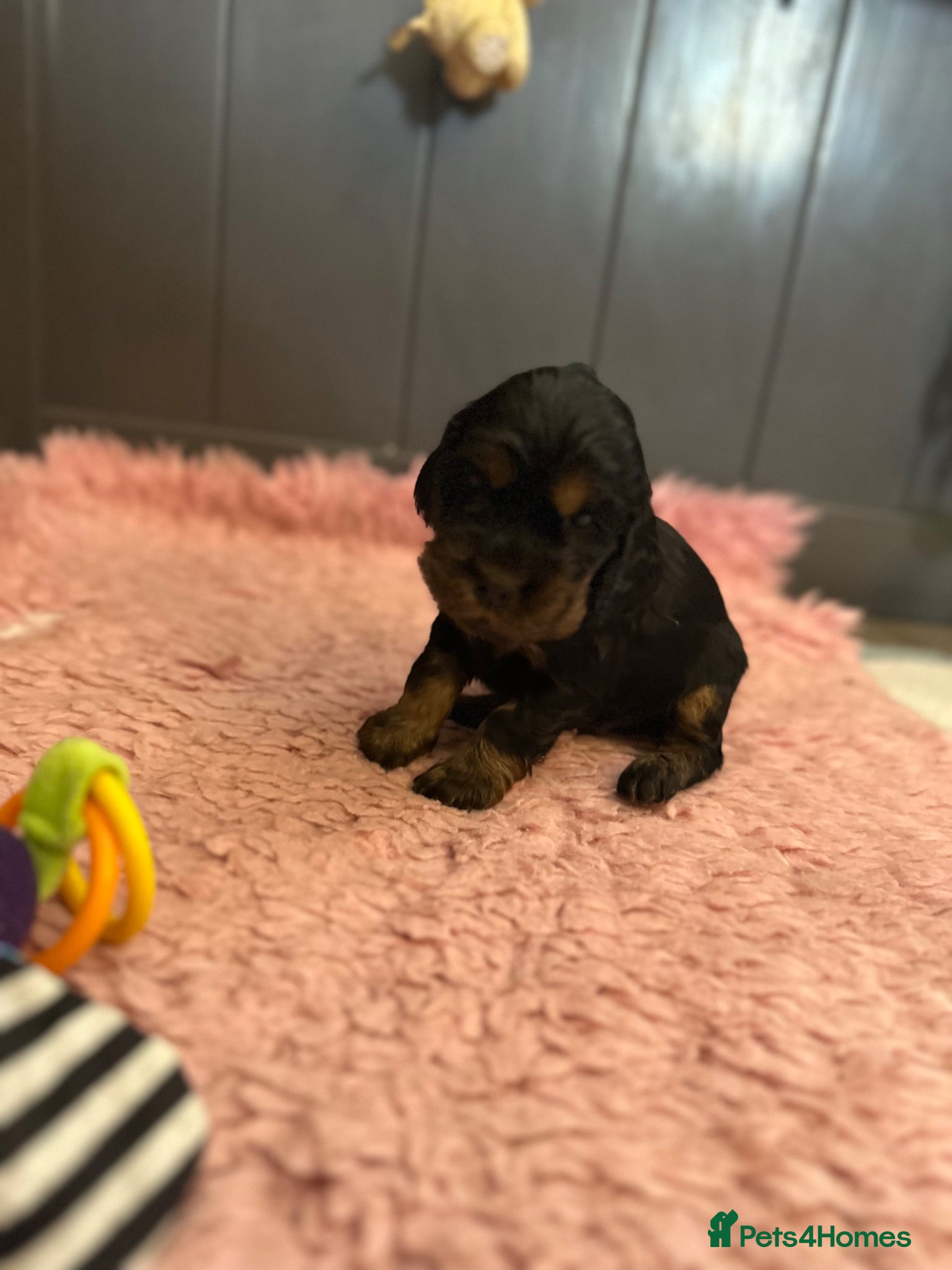 Cocker Spaniel dogs Exceptional show cocker spaniel puppies - Advert 2