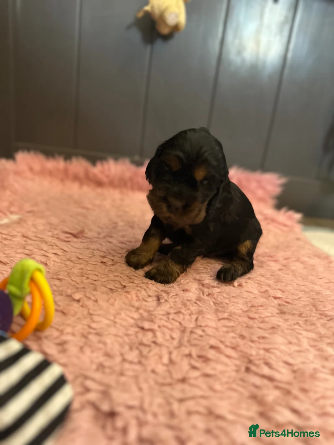 Cocker Spaniel dogs for sale: Exceptional show cocker spaniel puppies - Advert 2