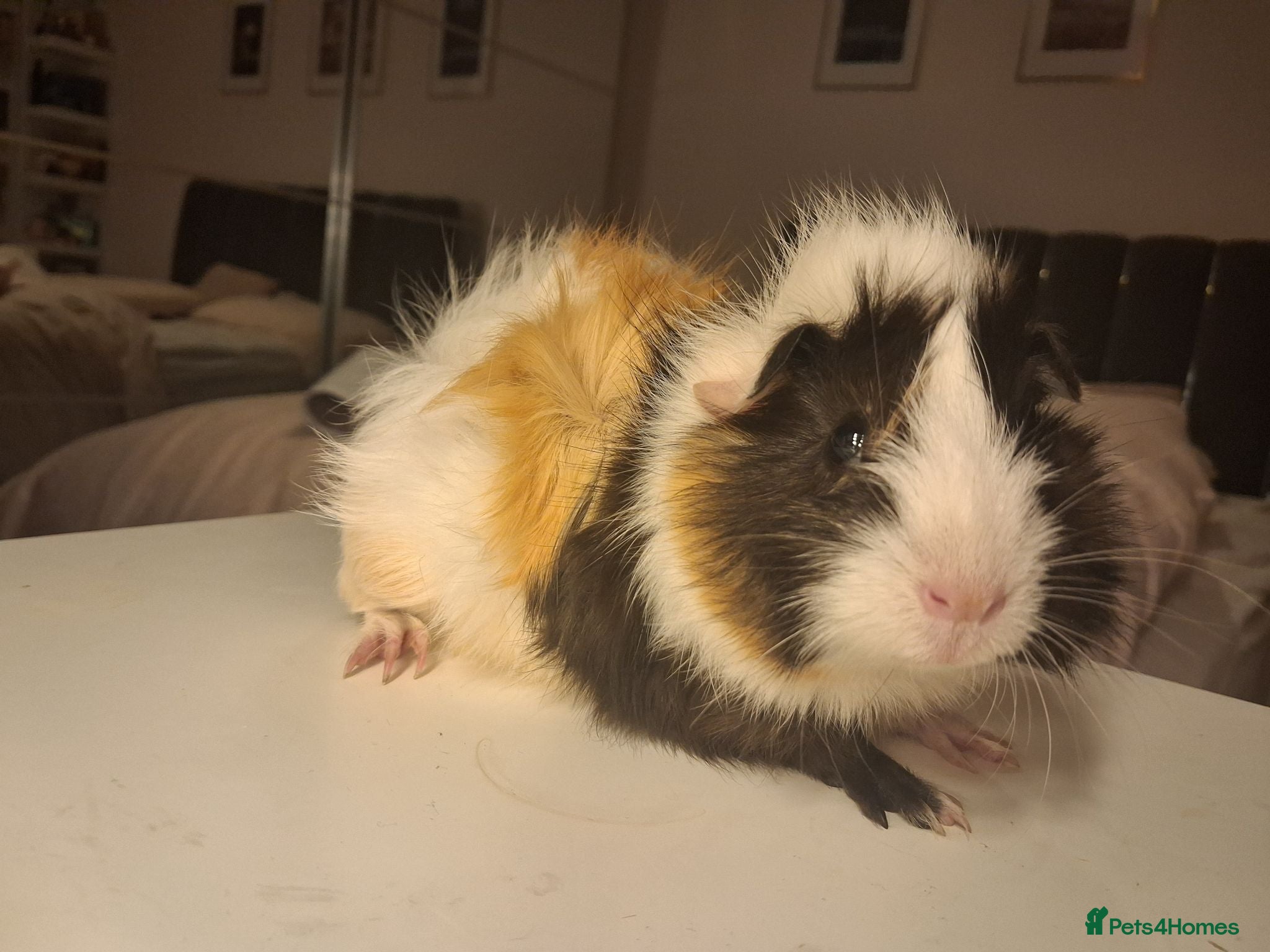 Guinea Pig rodents Two female guinea pigs - Advert 1