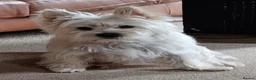 Cairn Terrier dogs for sale: 7 Adorable Cairn Terrier Pups - Advert 1