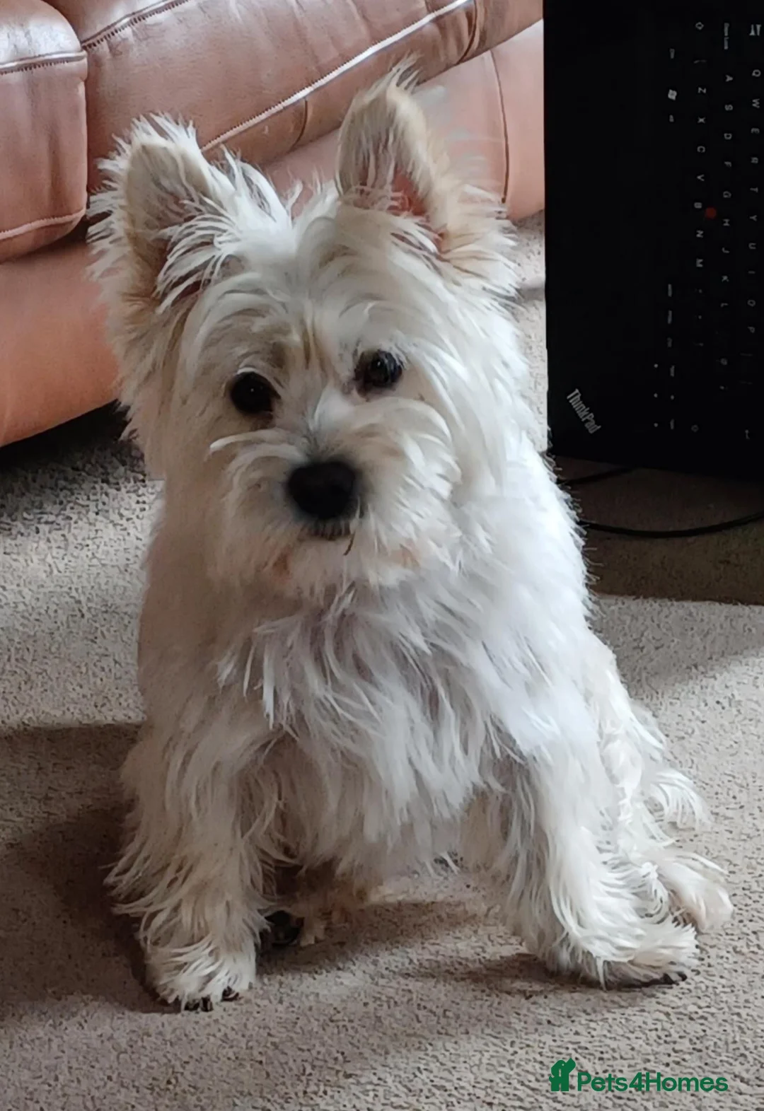 Cairn Terrier dogs for sale: 7 Adorable Cairn Terrier Pups - Advert 1