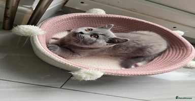 British Shorthair cats - Advert 4