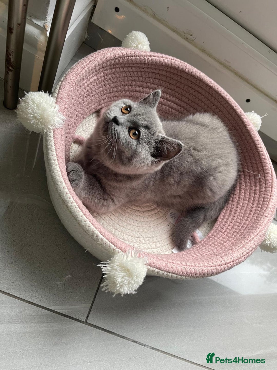 British Shorthair cats for sale: British shorthair kittens  - Image 2
