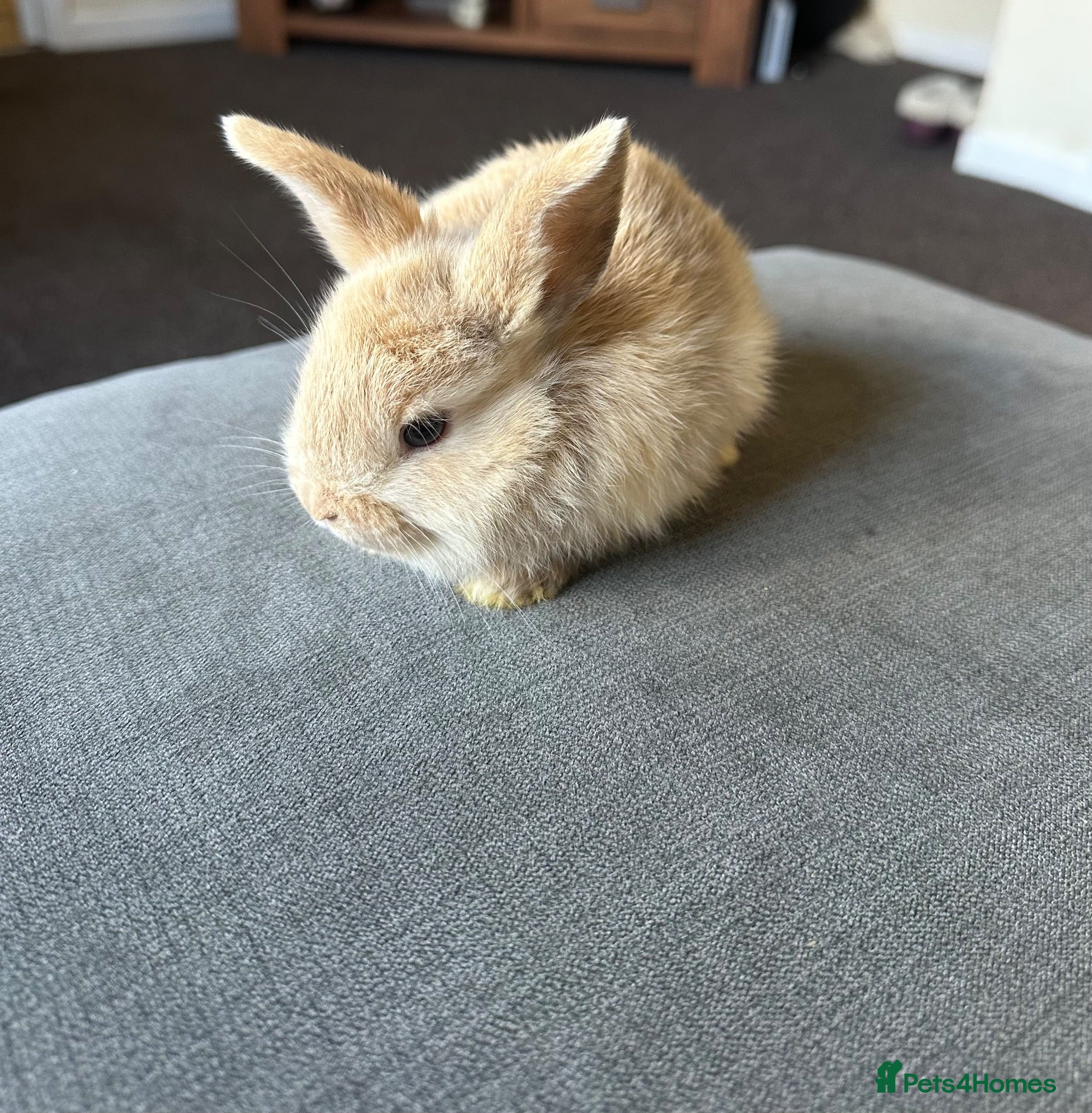 Dwarf Lop rabbits Dwarf bunnies - Advert 1