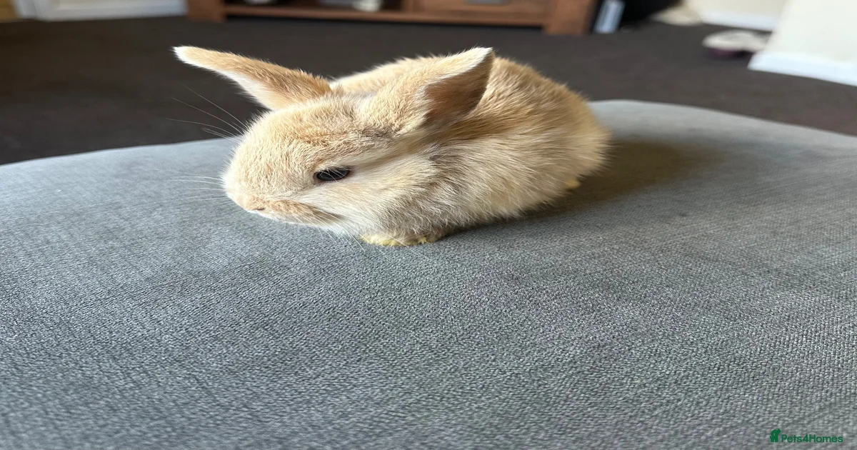 Dwarf Lop Rabbits for Sale for sale in England | Pets4Homes
