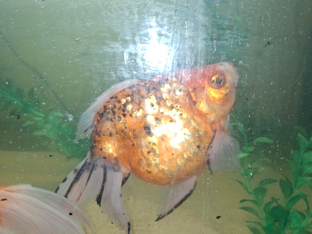 Fancy Goldfish fish for sale: Two large fantail fancy goldfish - Advert 9