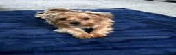 Yorkshire Terrier dogs for sale: 🧸TEDDY🧸 FOR REHOME - Advert 1