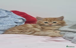 Turkish Angora cats for sale: Beautiful Fluffy Kittens Looking for Loving Homes - Image 13