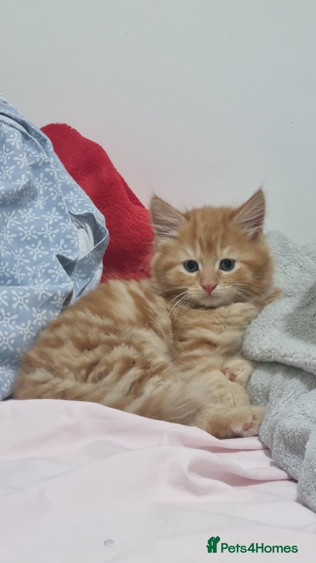 Turkish Angora cats for sale: Beautiful Fluffy Kittens Looking for Loving Homes - Image 13