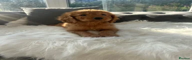 Cockapoo 6