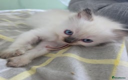 Ragdoll cats for sale: Fully Vaccinated Ragdolls ready 8th Nov - Image 1