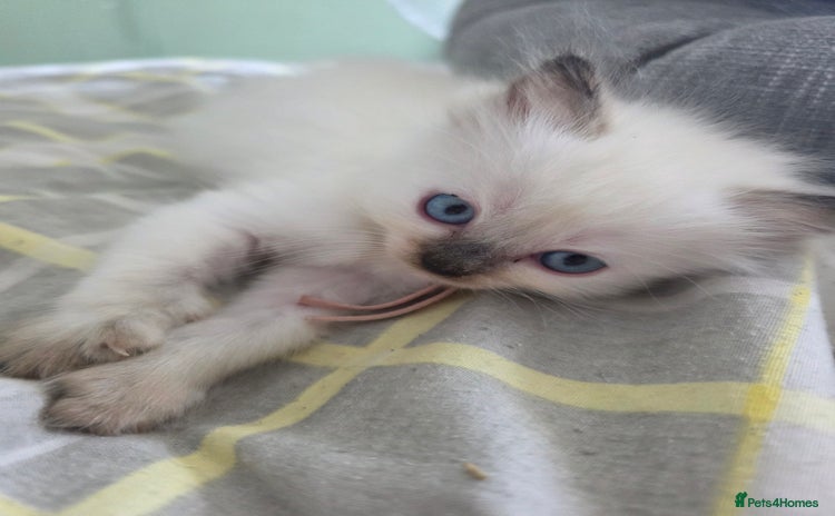 Ragdoll cats - Advert 6