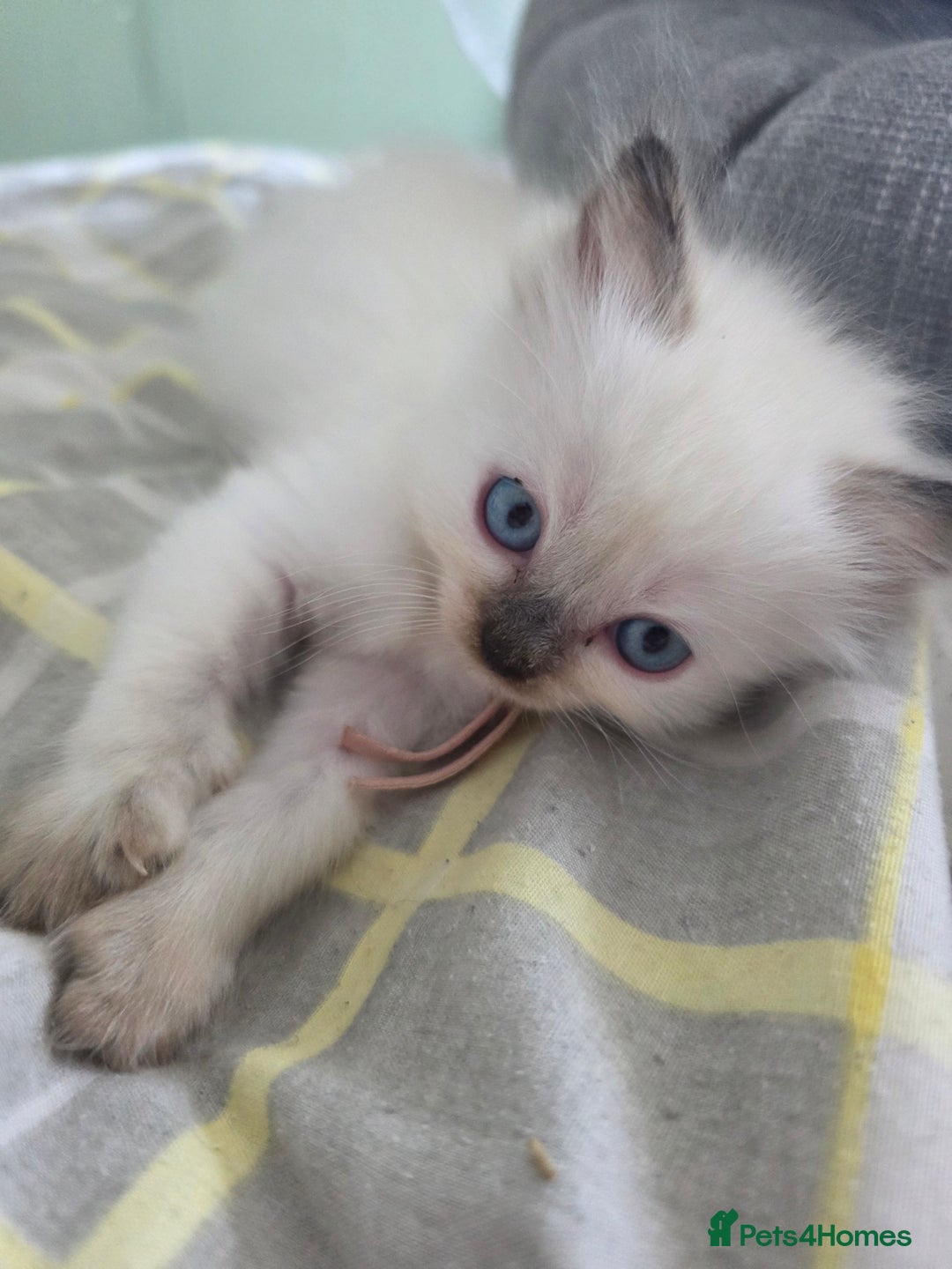 Ragdoll cats for sale: Fully Vaccinated Ragdolls ready 8th Nov - Image 1