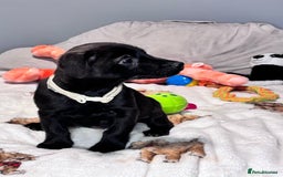 Mixed Breed dogs for sale: Cairndors - Image 11